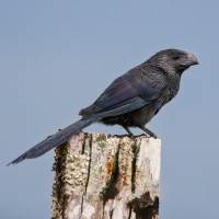 Groove-billed Ani